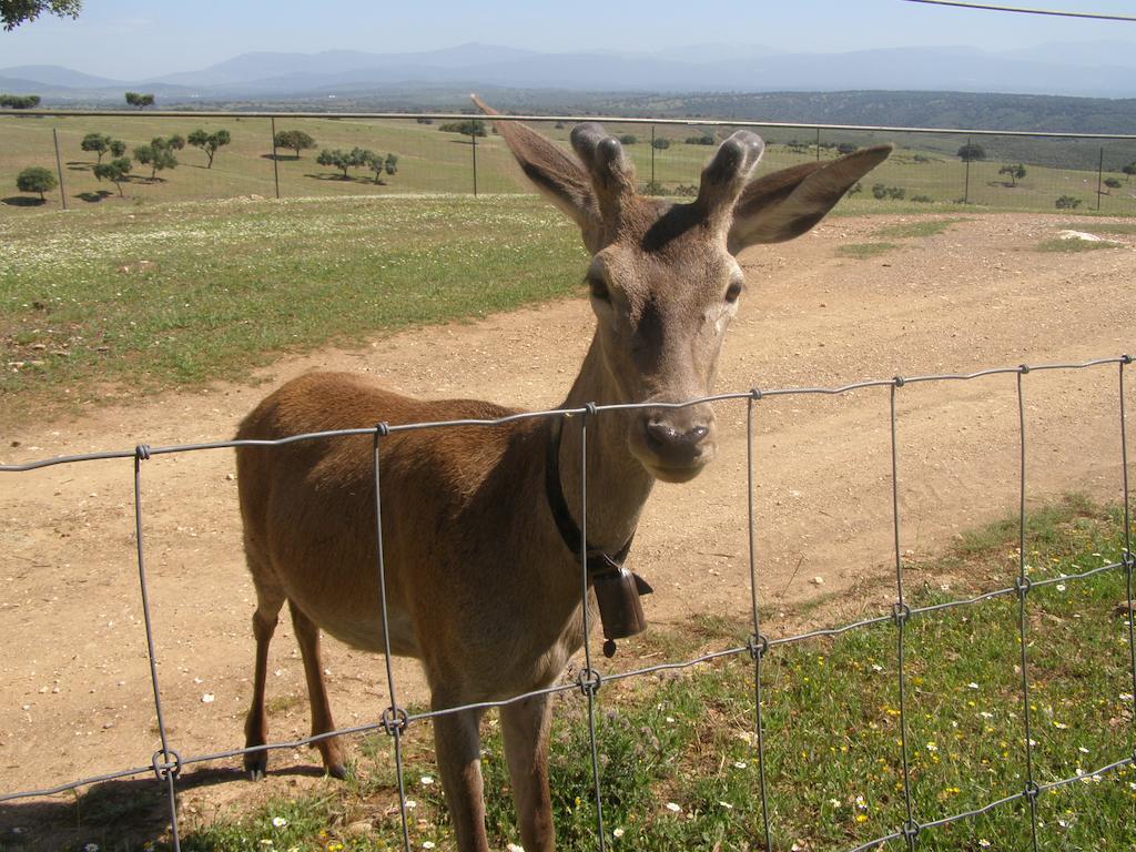 Casa Rural La Sierra De Monfraguee Malpartida De Plasencia Zewnętrze zdjęcie